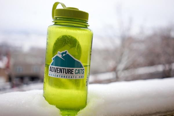 Adventure Cats Stickers